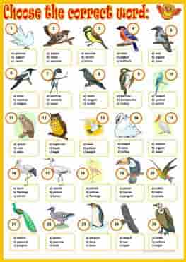Birds Names Vocabulary, Worksheets and Crosswords 5 birds-around-us_wordsearchy-ESL-EFL-downloadable-printable-worksheets-practice-exercises-and-activities-to-teach-about-birds-picture-dictionaries